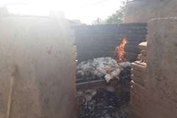 محموله غیر مجاز مرغ زنده در شهرستان گتوند معدوم شد.